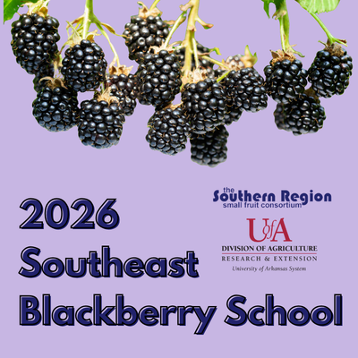 Decroative flyer, featuring blackberries