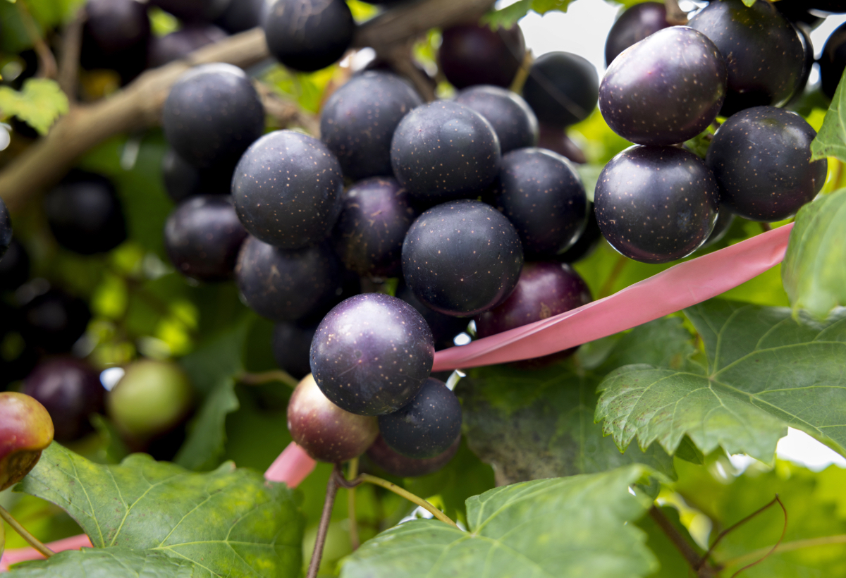 Close-up of muscadine grapes on the vine