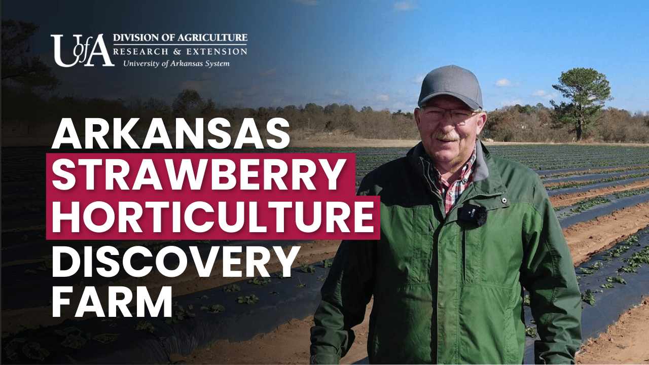 Video Thumbnail for Arkansas Strawberry Discovery Farm Video