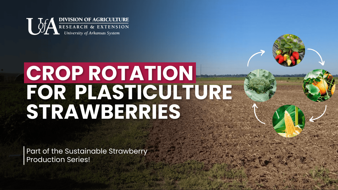 Video Thumbnail for Strawberry Crop Rotation Video