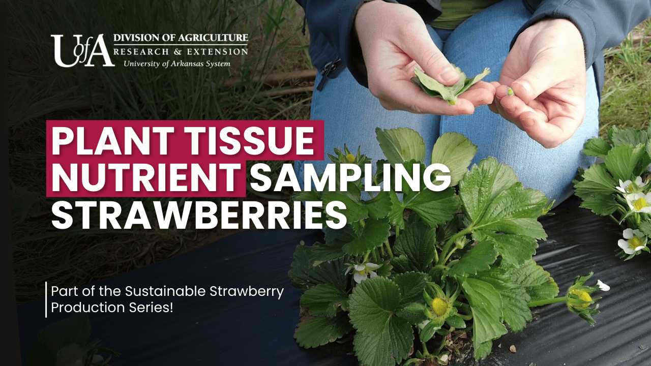 Video Thumbnail for Plant Tissue Nutrient Sampling Video