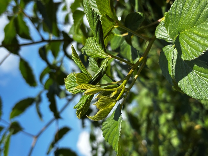 Early signs of broad mite feeding on blackberry primocanes in Clarksville, Arkansas