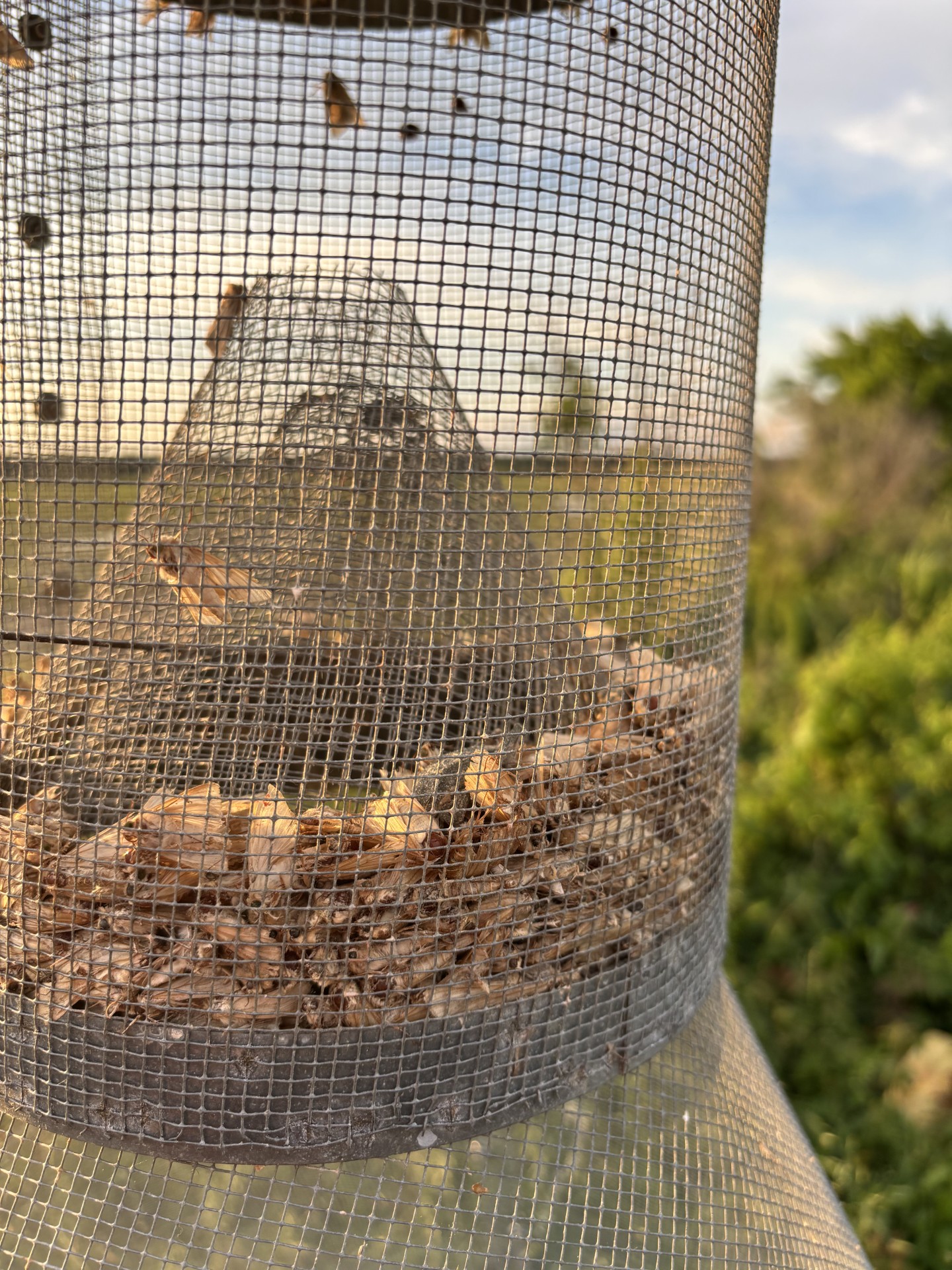 Hartstact Trap in Faulkner County, Arkansas showing a large number of tomato fruitworm moths. Photo by Kevin Lawson