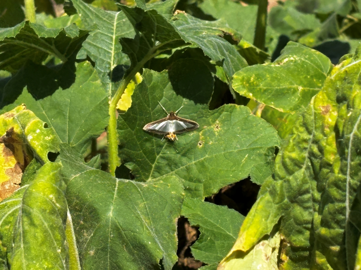 melonworm moth sitting on pumpkin leaf in Kibler, Arkansas