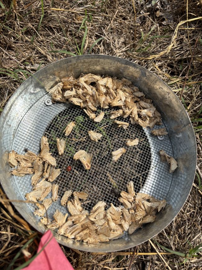 Hartstact Trap in Lafayette County, Arkansas showing a large number of tomato fruitworm moths. Photo by Jerri Dew