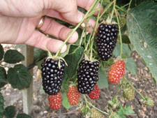 'Natchez'' | University of Arkansas Patented Blackberries