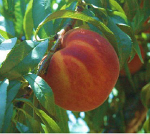 'Souvenirs' | University of Arkansas Fresh-Market Peaches