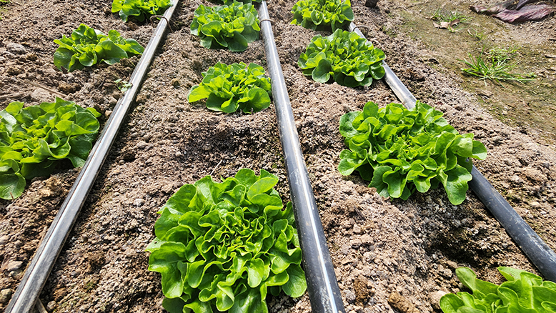 Close up of drip irrigation lines in a  bed of lettuce