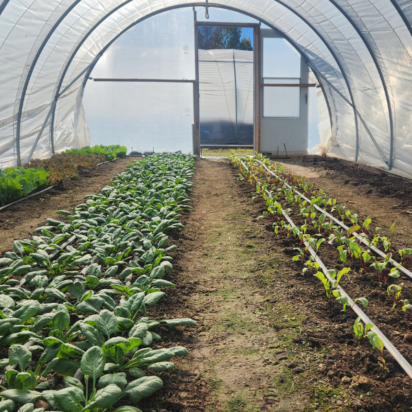 Close up of leafy greens planted in a high tunnel with drip irrigation tubing running down the rows