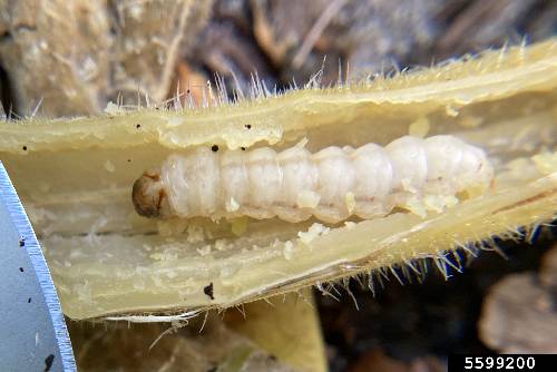 Squash Vine Borer