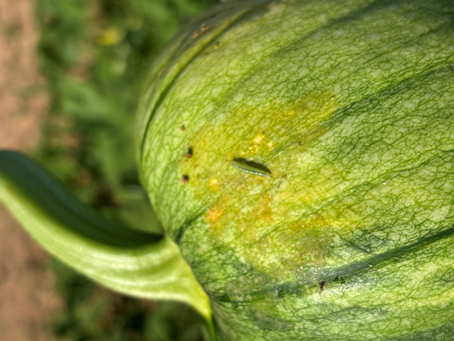 Melonworm larvae beginning to feed on the rind of a Cucurbita pepo type pumpkin