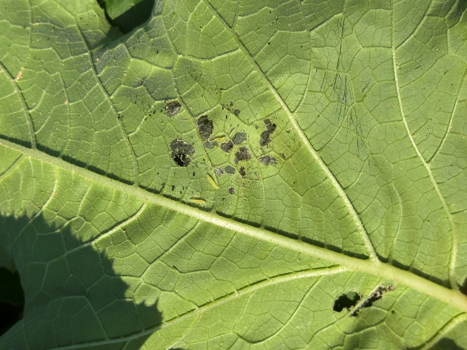 Melonworm larvae feeding on the underside of a pumpkin leaf