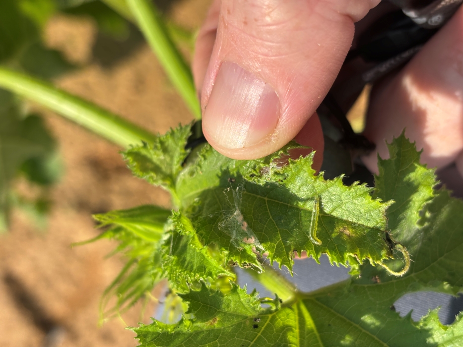 Melonworm larvae on the runner tip of a pumpkin plant