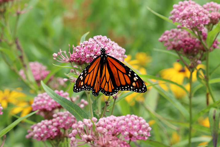 Monarch butterly on swamp milkweed flower Monarch butterly on swamp milkweed flower