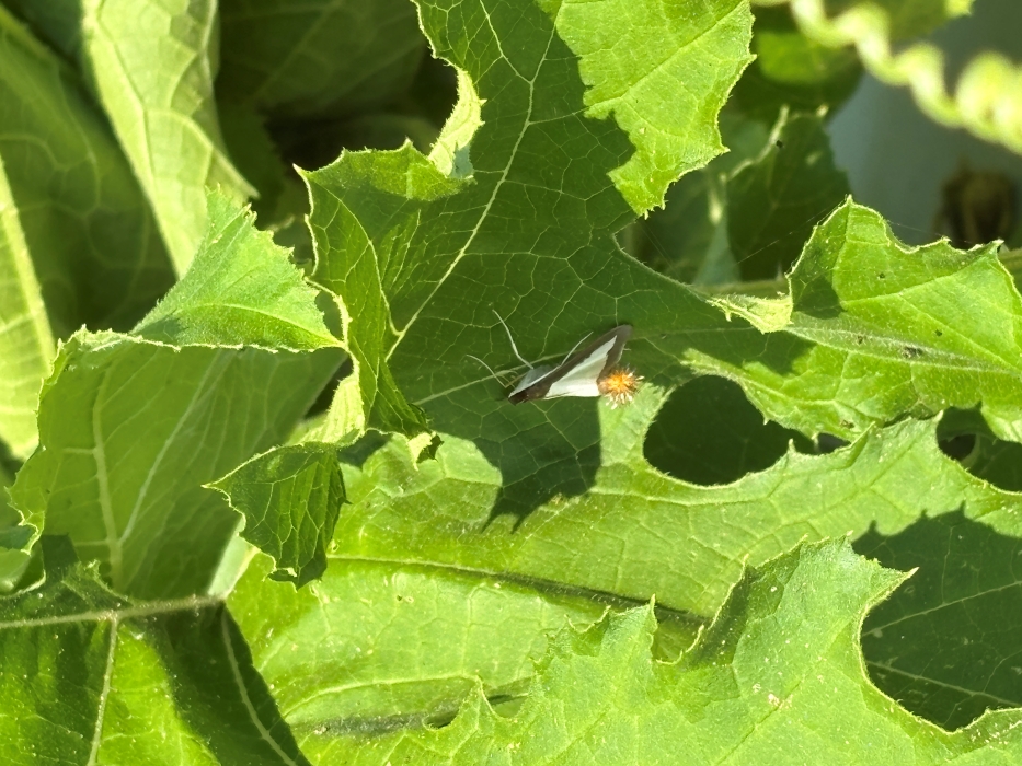 Adult melonworm moth on a pumpkin leaf