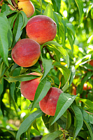 Peaches & Nectarines | Fruits & Nuts | Commercial Horticulture | Arkansas Extension