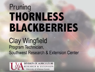 pruning thornless blackberries video by Clay Wingfield Program Technicican Southwest research center