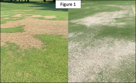 Turf with patches of dead grass