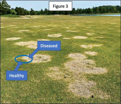 Ideal sampling area in the field, half healthy, half sick.