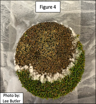 Ideal sample in a petri dish, half healthy, half sick. Fungus has grown where the healthy half meets the sick half.