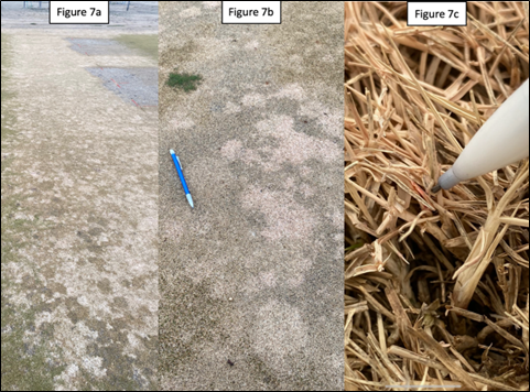 Three photos of a diseased area, showing the entire area, a close-up image, and individual plant.
