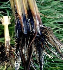 Roots of a rice plant that are brown and black in color.