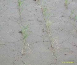Rice seedlings that are green and brownish in color.