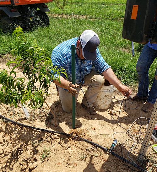 Man installing irrigation sensor into the ground next to a young peach tree