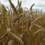 Wheat Production | Row Crops | Farm & Ranch | Arkansas Extension