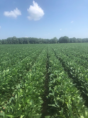 Soybeans Canopy