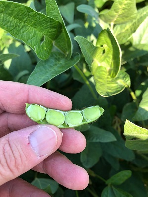Soybeans Pod Fill