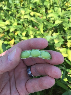 R6 Soybeans 