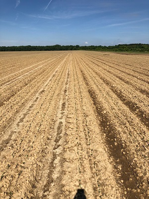 Soybeans Emerging