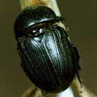 Sugarcane Beetle | Insects | Pest Management | Farm & Ranch | Arkansas Extension