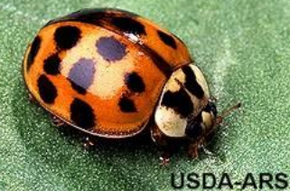 Multicolored Asian Lady beetle - Plant & Pest Diagnostics