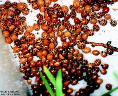 Multi-Colored Asian Lady Beetles (MALB) in Arkansas