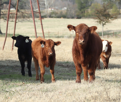 Three cows in a field