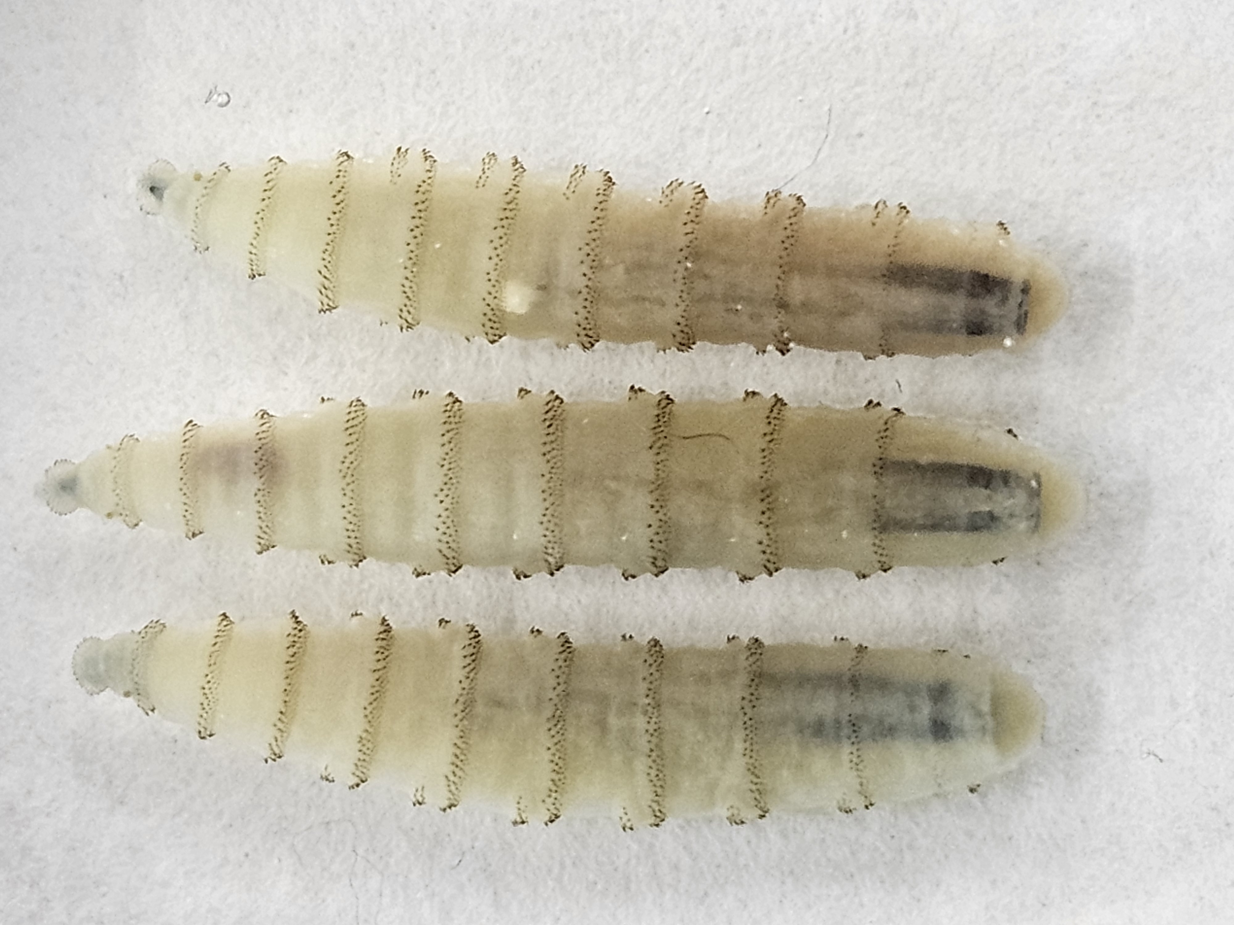 New World screwworm larvae