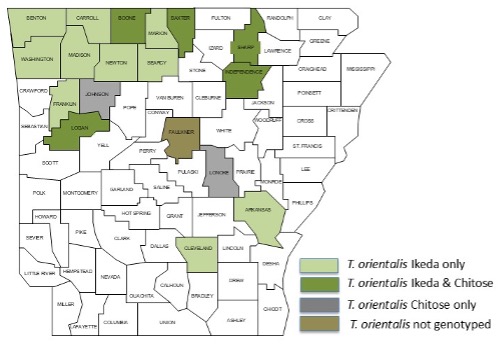 Arkansas counties with confirmed cases of Theileria orientalis Ikeda genotype in cattle as of Feb. 17, 2026.