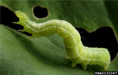 small green Cabbage Looper Larva crawling on a leaf.