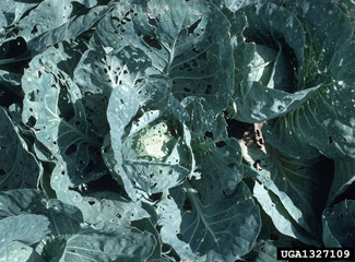 Cabbage plant suffering from Looper Damage 