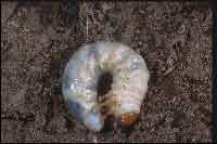 Photo of a White Grub curled up in a bed of dirt.