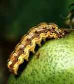 Photo of a boll worm larva attacking a cotton boll