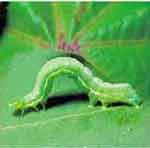 Photo of a small green Cabbage Looper Larva crawling on a leaf.