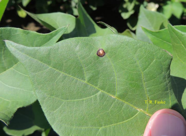Reddish color on stem and in veins of green leaf of cotton plant.