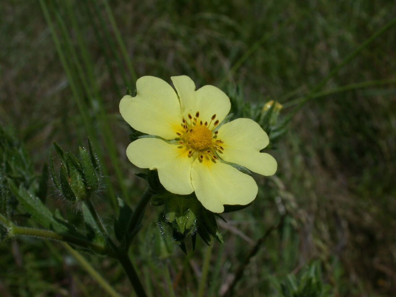 Cinquefoil flowers are a dark yellow in the middle and fade to pale yellow on the petals.