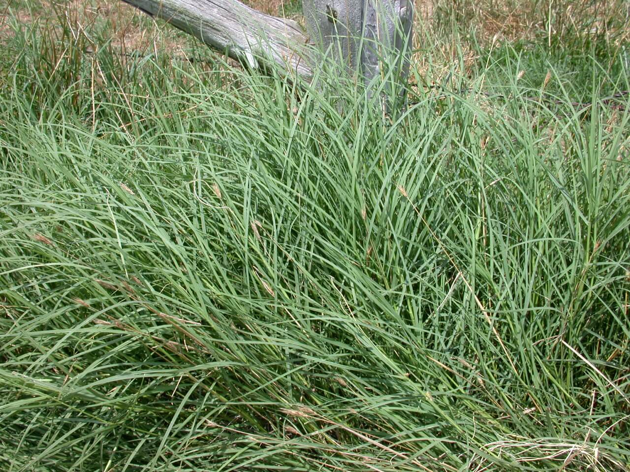 Identifying Weeds In Bermuda Grass Lawn