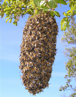 Swarm in a tree