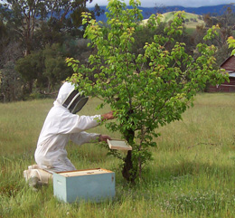 beekeeper collecting a swarm
