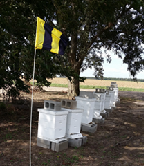yellow and black Bee Aware flag in apiary